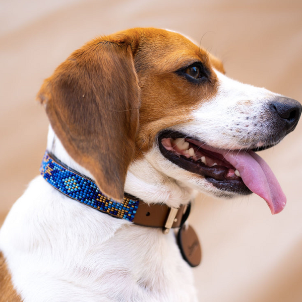 Sambboho Maldives Dog Collar