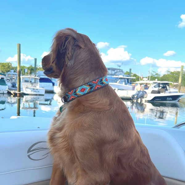 Sambboho Biarritz Dog Collar