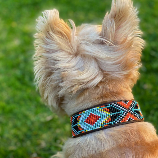 Sambboho Biarritz Dog Collar