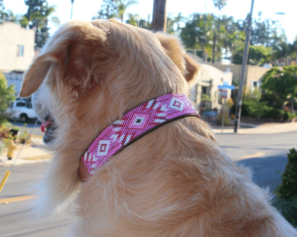Sambboho Melrose Dog Collar