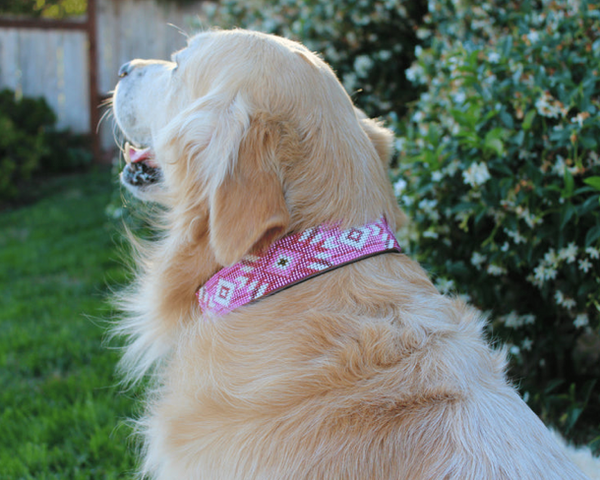 Sambboho Melrose Dog Collar