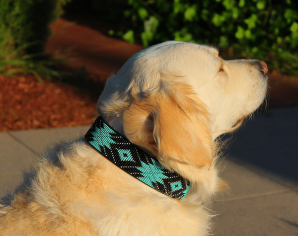 Sambboho Saint Barth Dog Collar