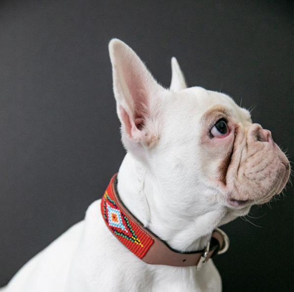 Sambboho Red Vogue Dog Collar