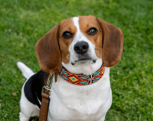 Sambboho Maui Dog Collar