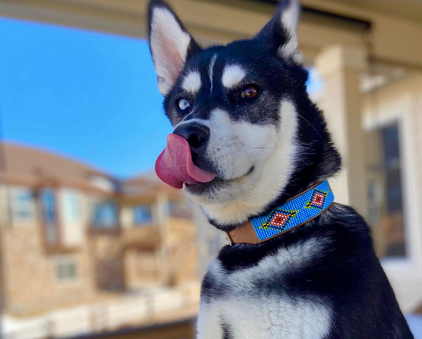 Sambboho Blue Vogue Dog Collar