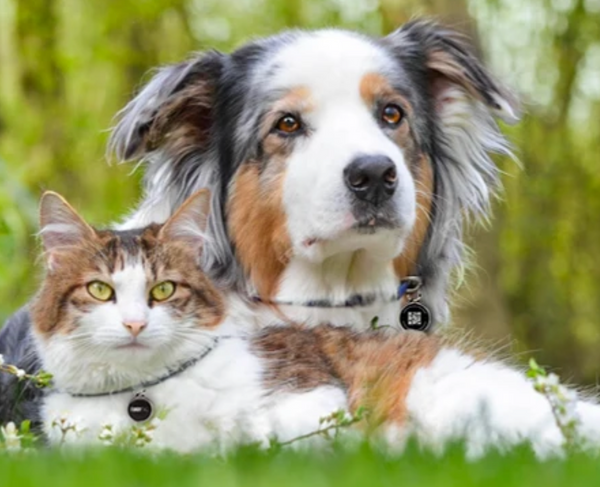 Furry Tag QR Code Pet ID Tag  Dog and Cat