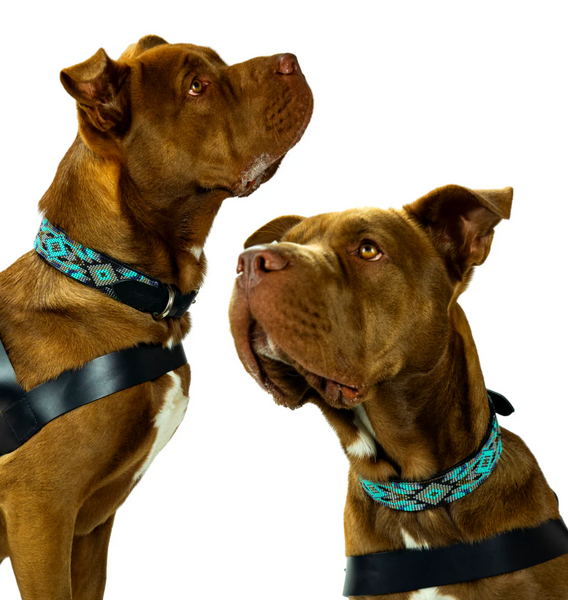 Sambboho Aspen Dog Collar
