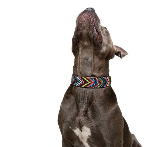 Sambboho Bixie Dog Collar