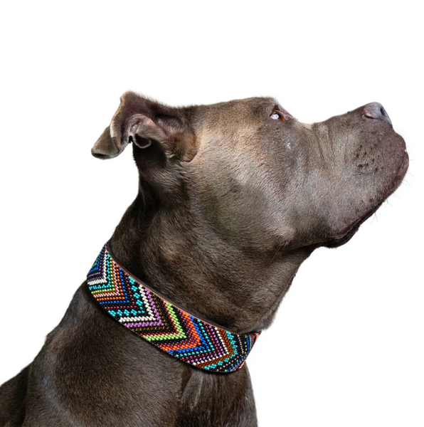 Sambboho Bixie Dog Collar