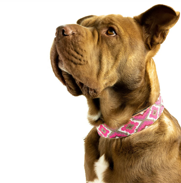 Sambboho Del Mar Dog Collar