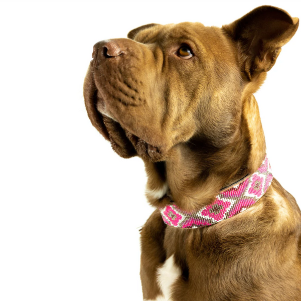 Dog wearing a pink patterned collar called Del Mar by Sambboho Brand