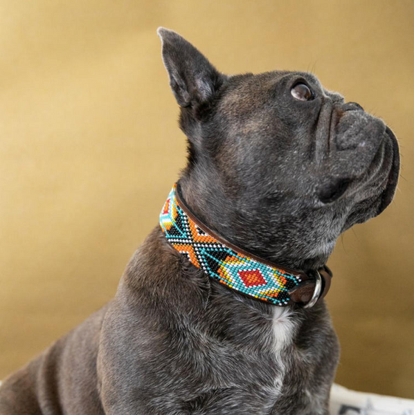 Sambboho Biarritz Dog Collar