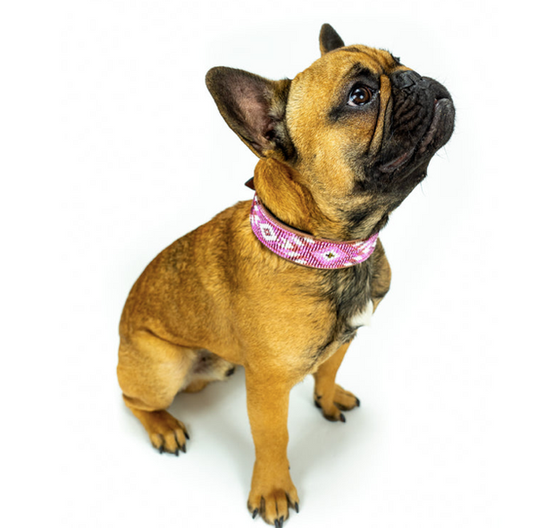Sambboho Melrose Dog Collar