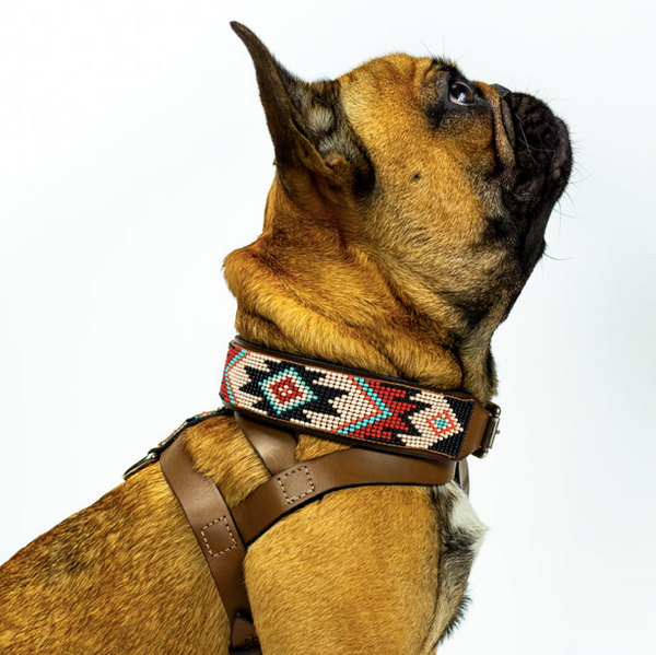 Sambboho Phoenix Dog Collar