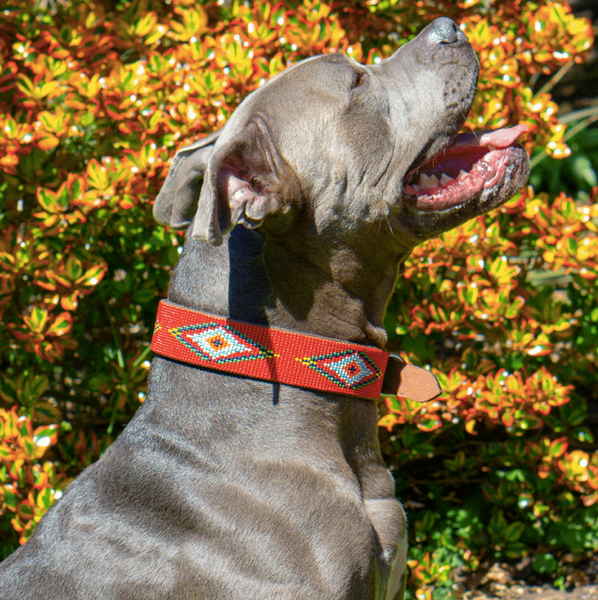 Sambboho Red Vogue Dog Collar