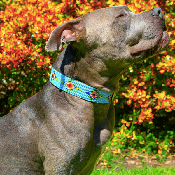Sambboho Blue Vogue Dog Collar