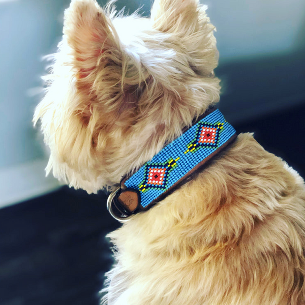 Sambboho Blue Vogue Dog Collar